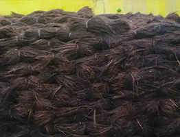 arenga gumati cemara