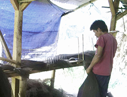 arenga gumati cetotan