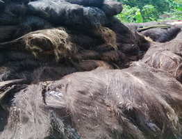 arenga gumati kakaban